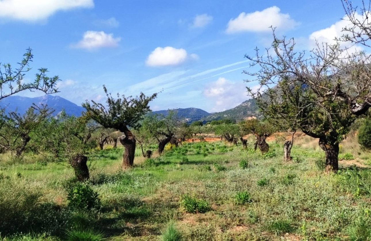 Land - Resale - Gaianes - Gaianes