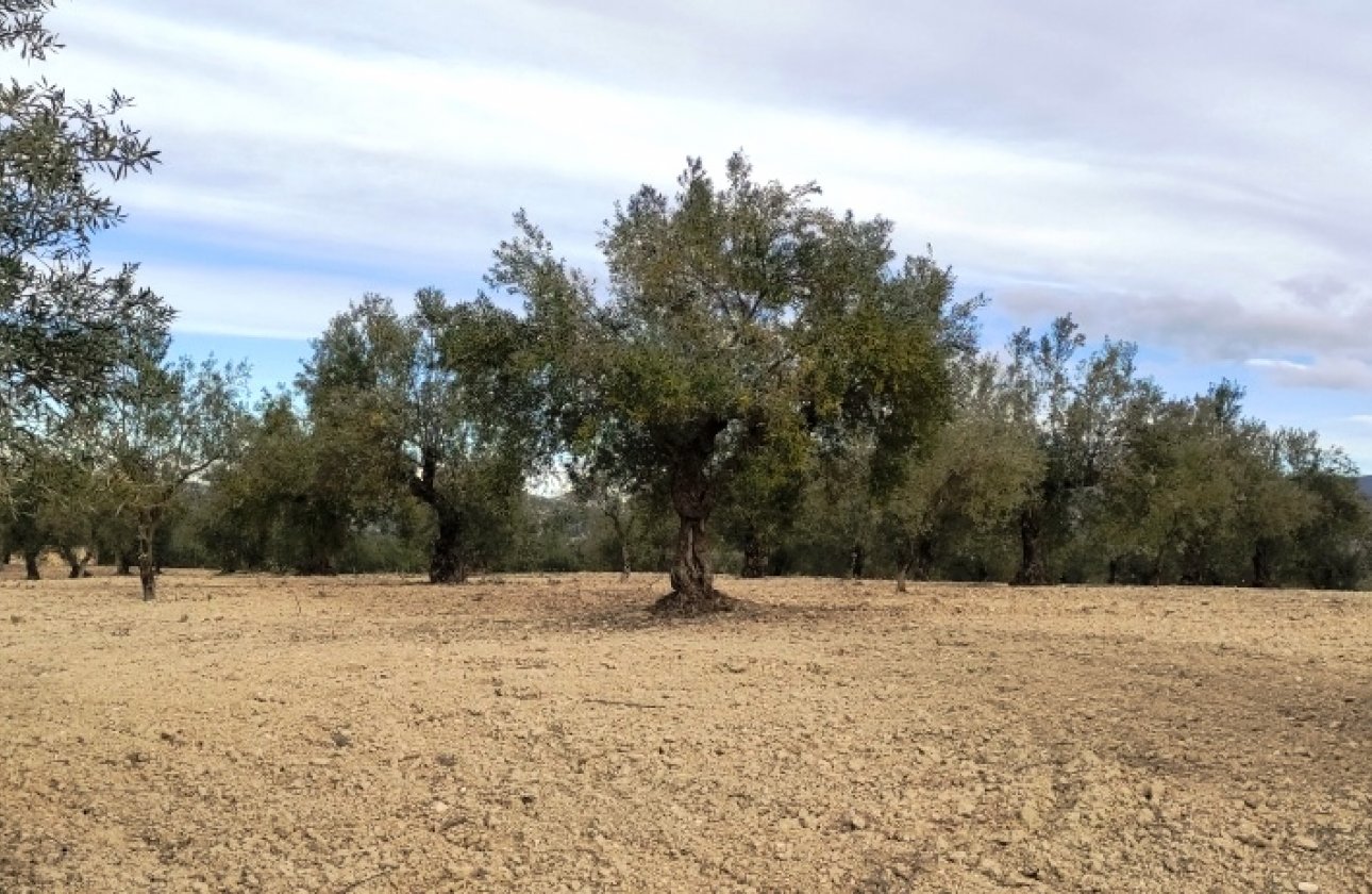 Land - Resale - Penáguila - Penáguila