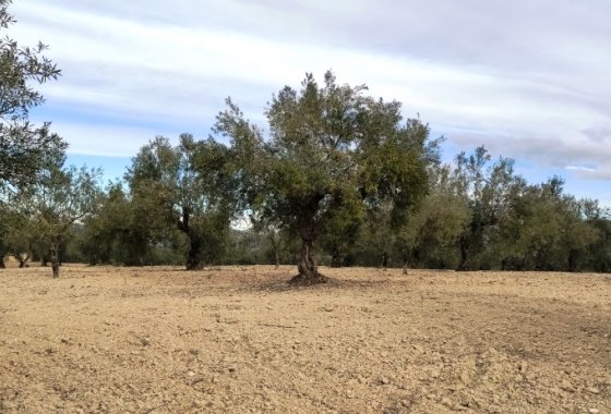Land - Wiederverkauf - Penáguila - Penáguila
