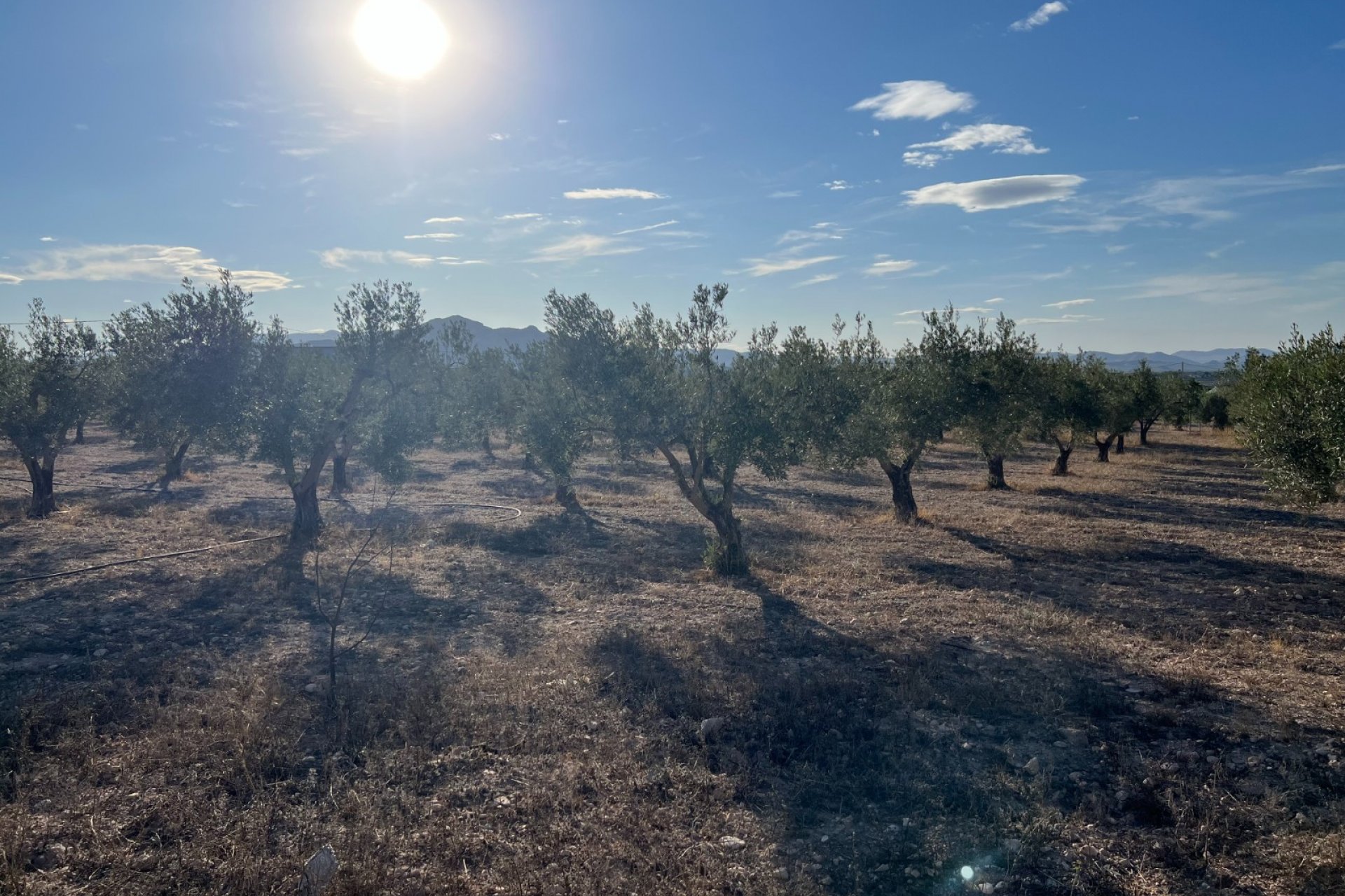 Resale - Finca/Rustic Property - Sax