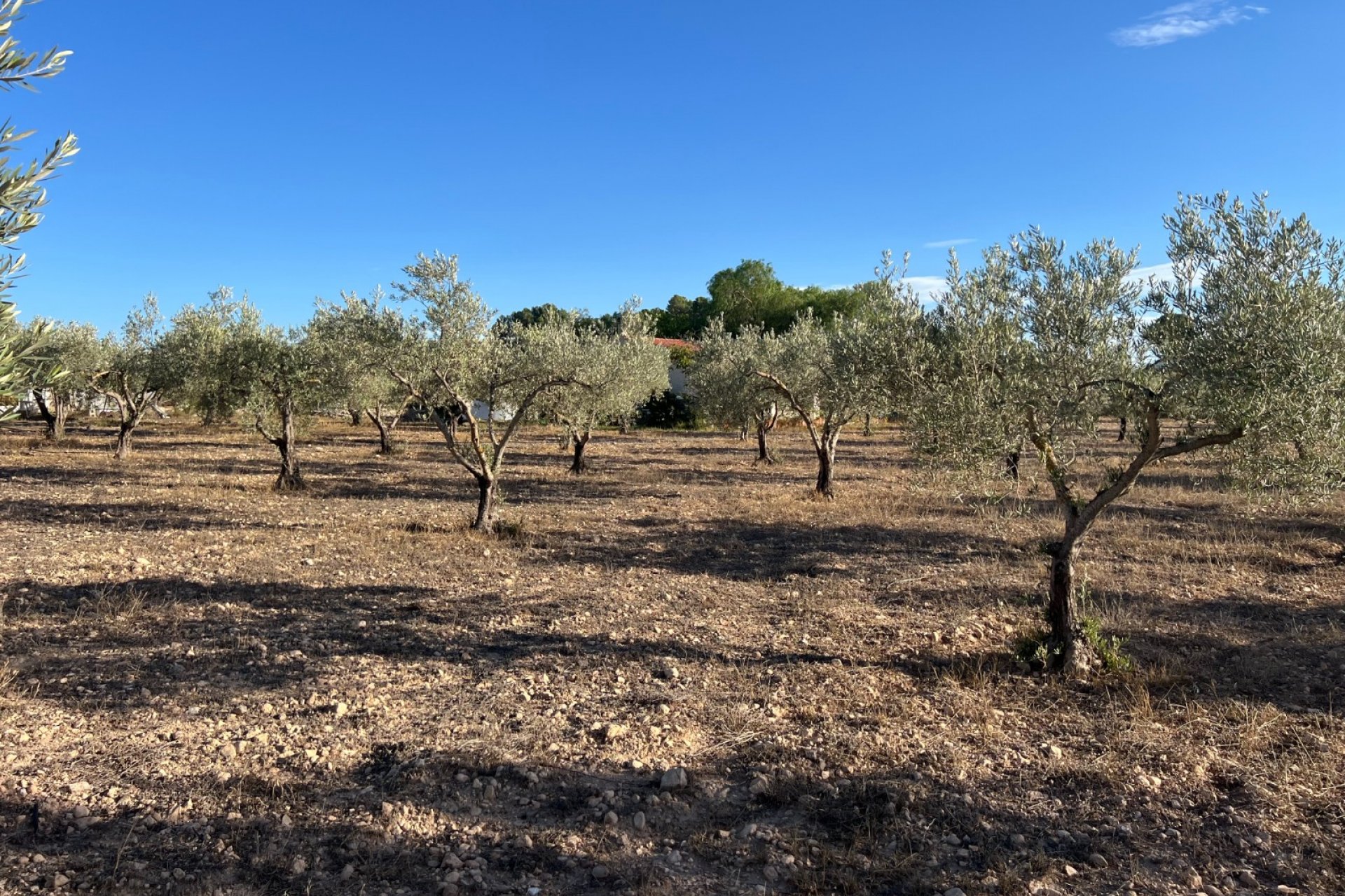 Resale - Finca/Rustic Property - Sax