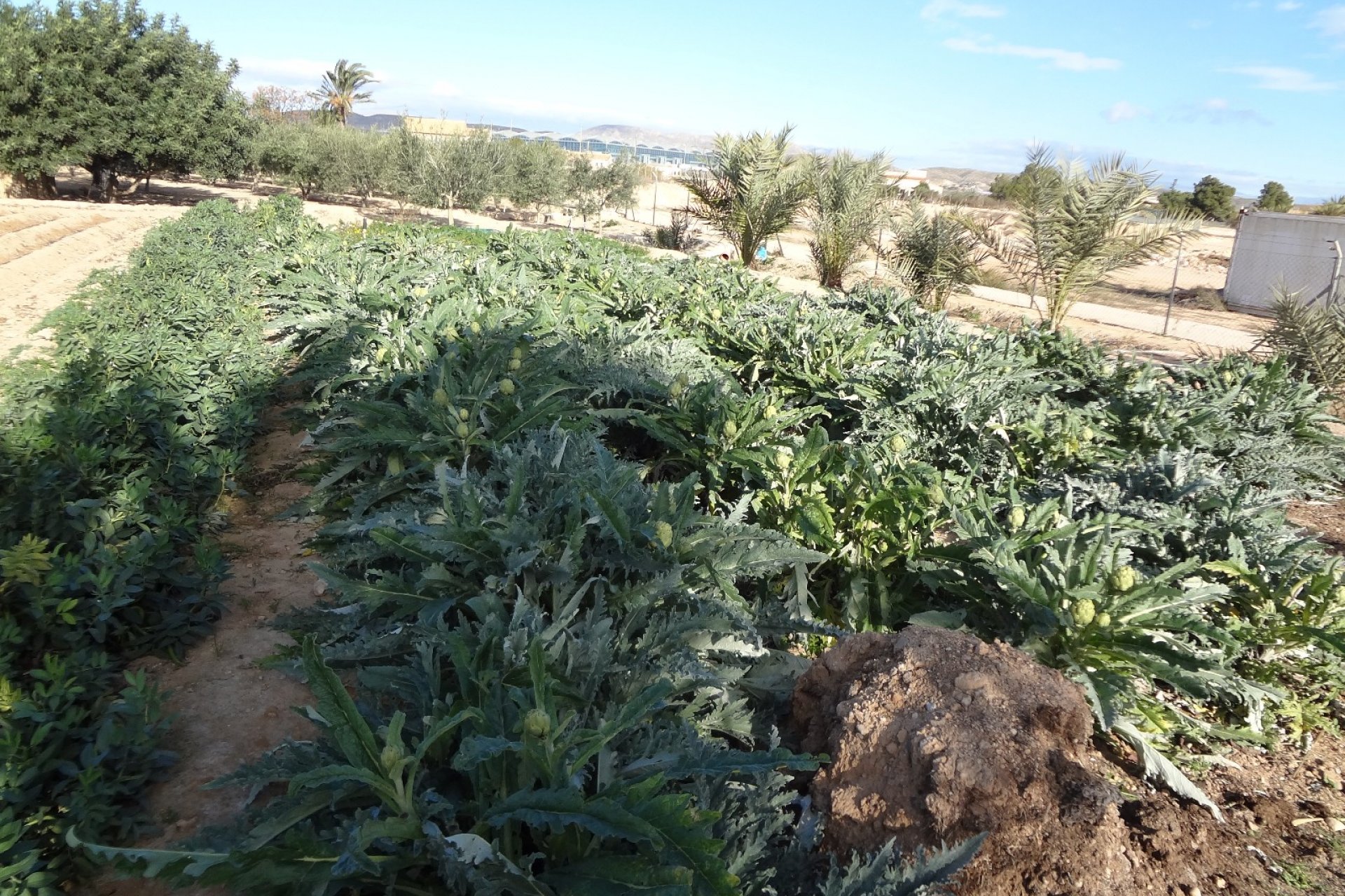 Reventa - Country House - El Altet