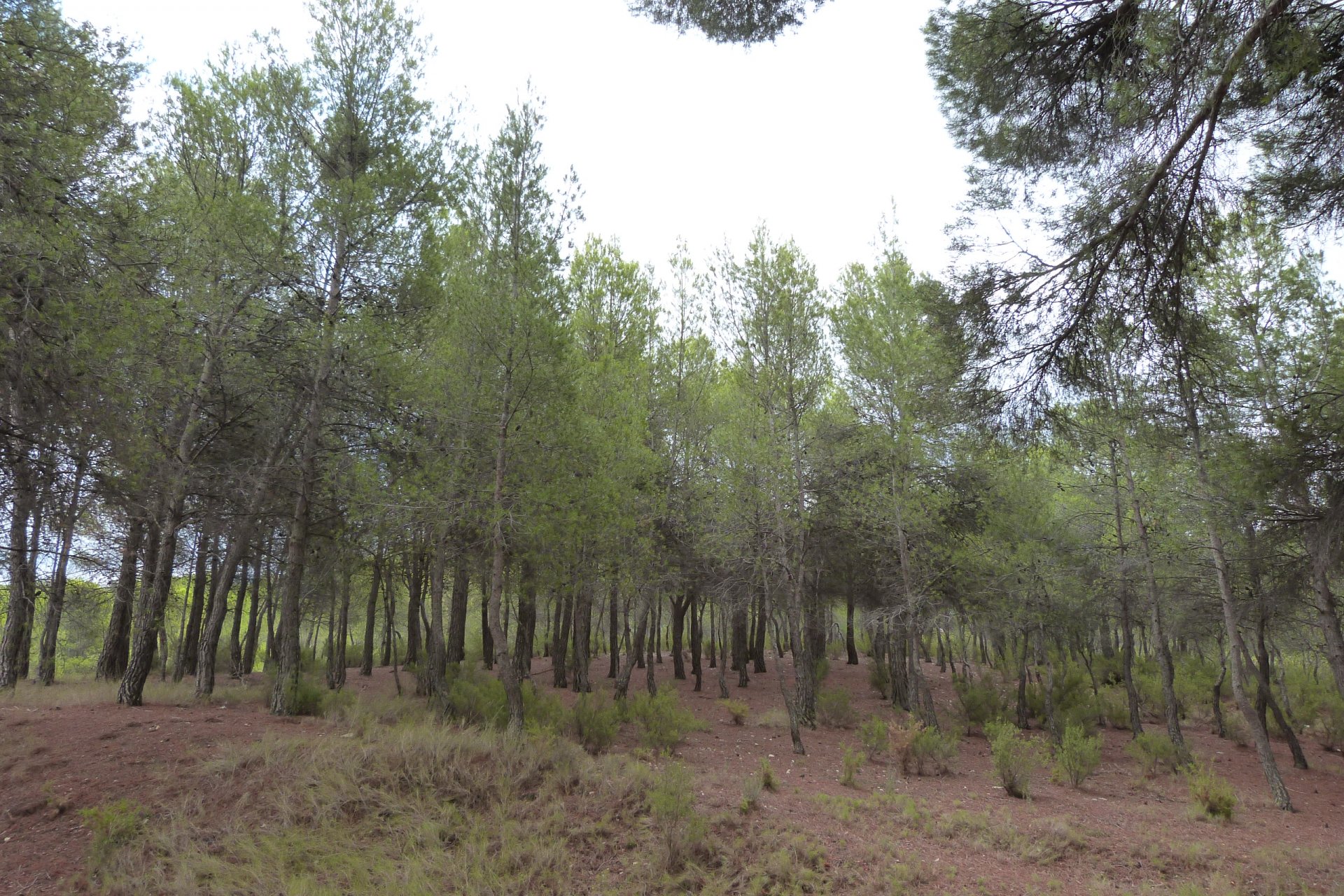 Reventa - Country House - Ibi - Ibi - Country