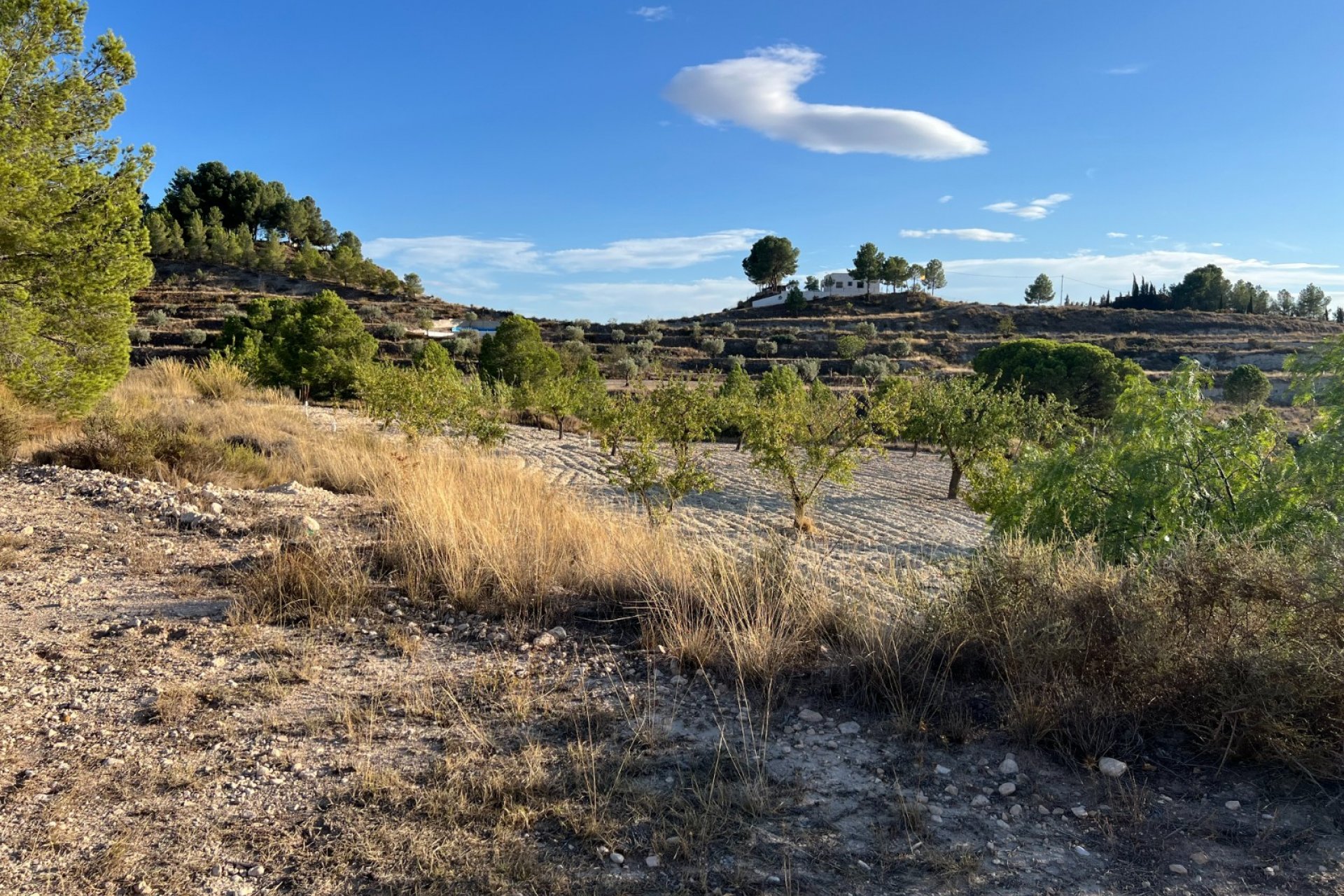 Reventa - Finca/Rustic Property - Sax