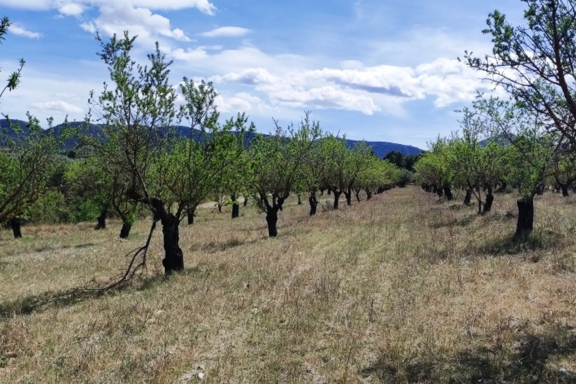 Reventa - Land - Penáguila