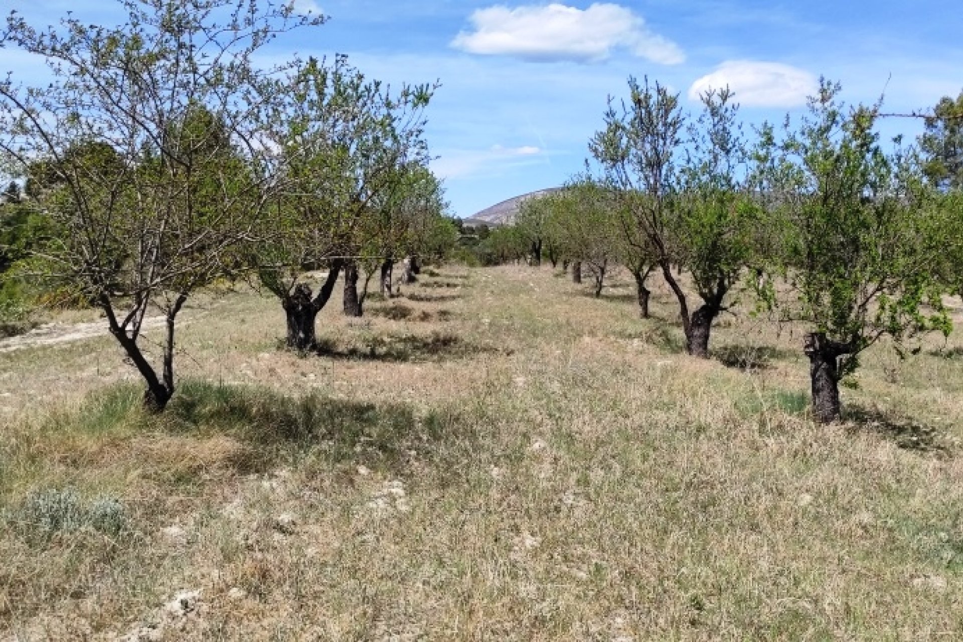 Reventa - Land - Penáguila