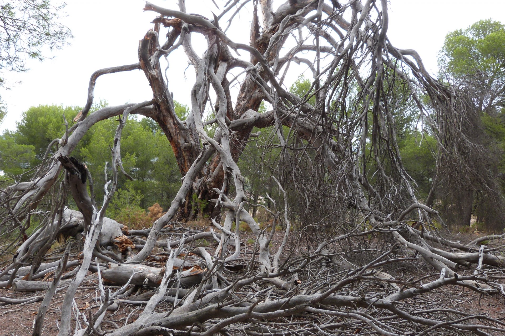 Wiederverkauf - Country House - Ibi