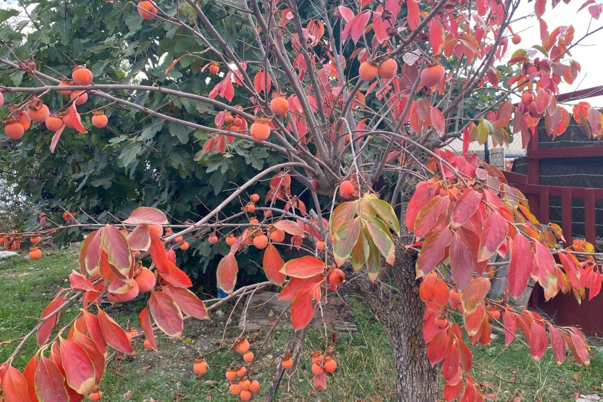 Wiederverkauf - Country House - Sax