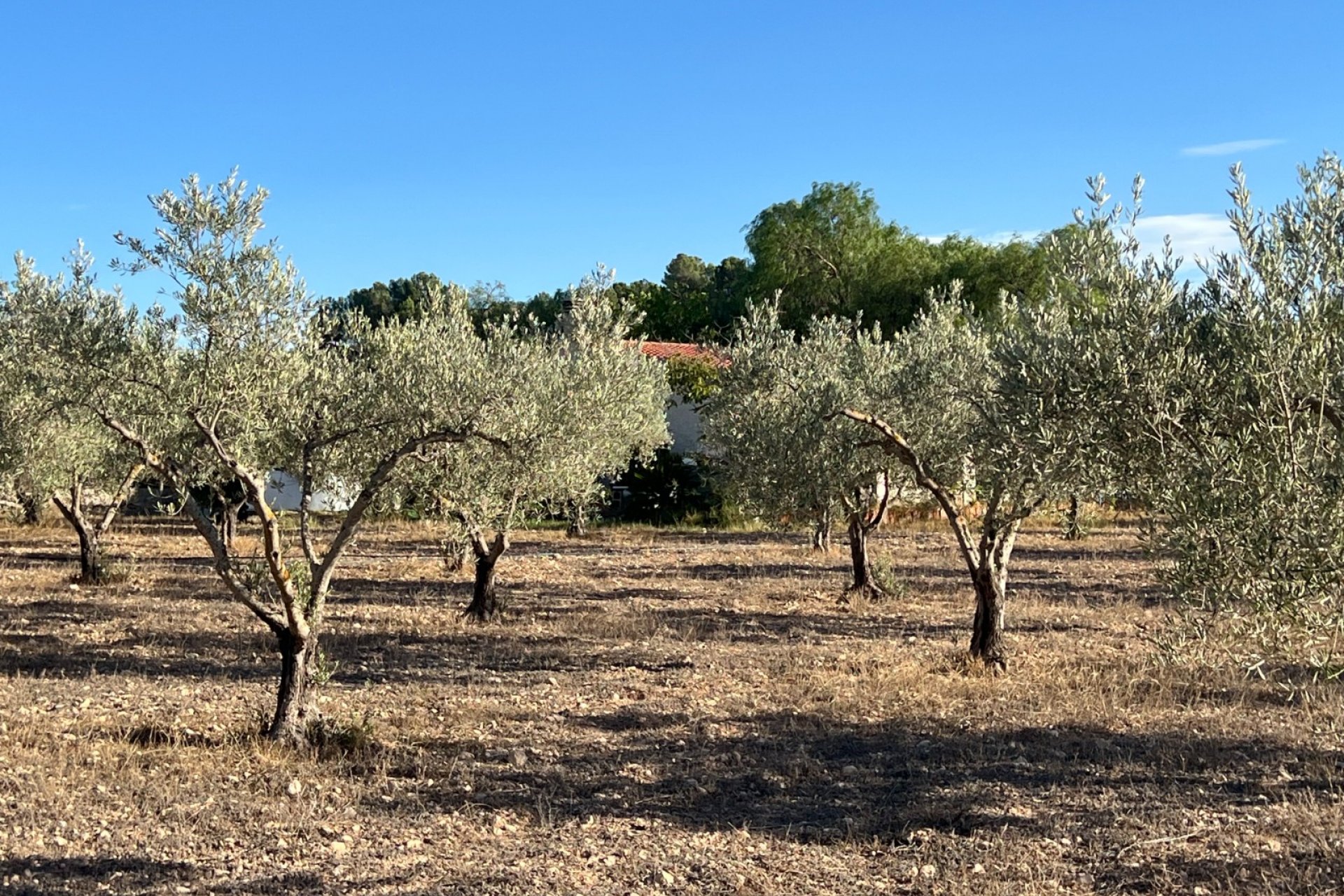 Wiederverkauf - Finca/Rustic Property - Sax
