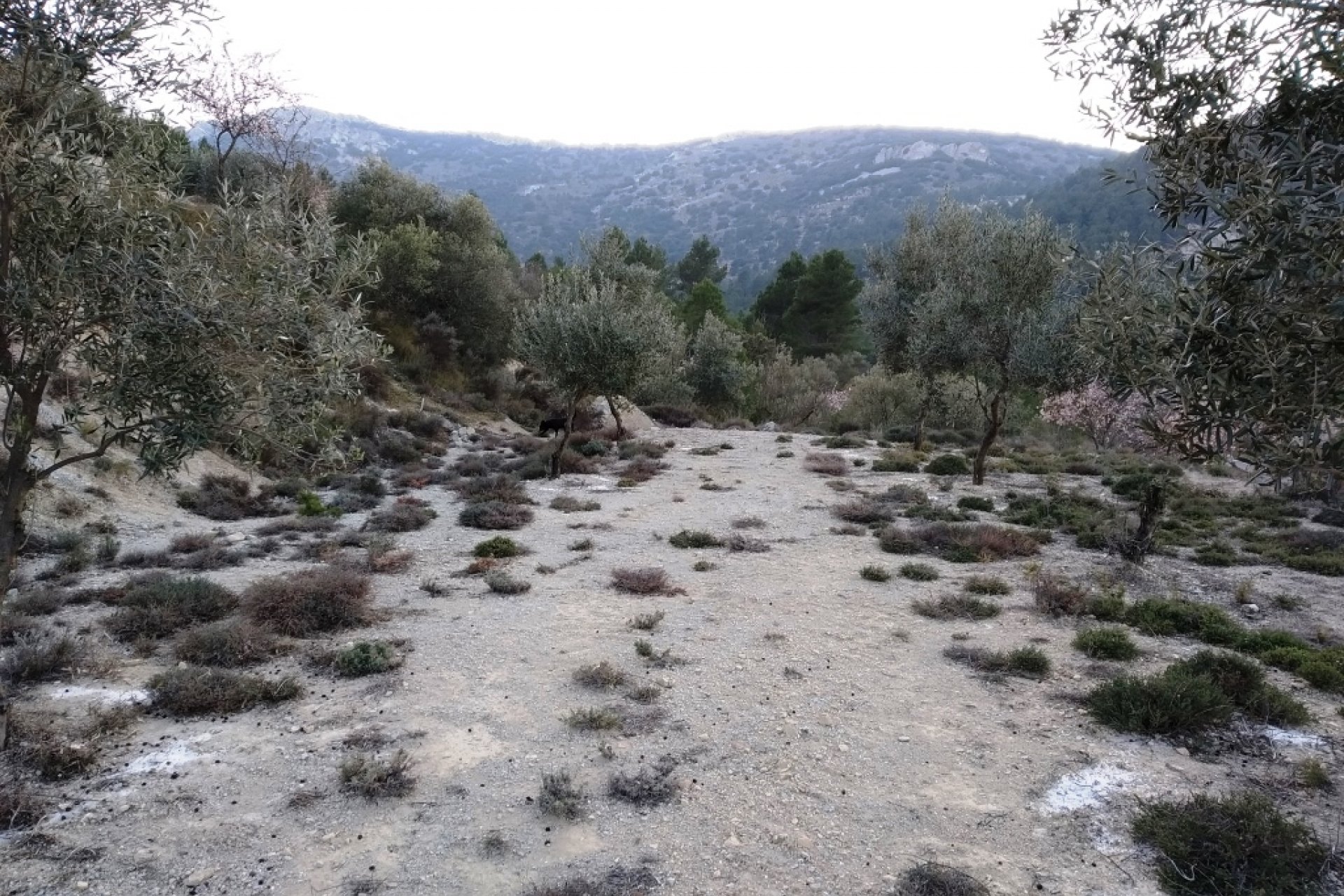 Wiederverkauf - Land - Benifallim