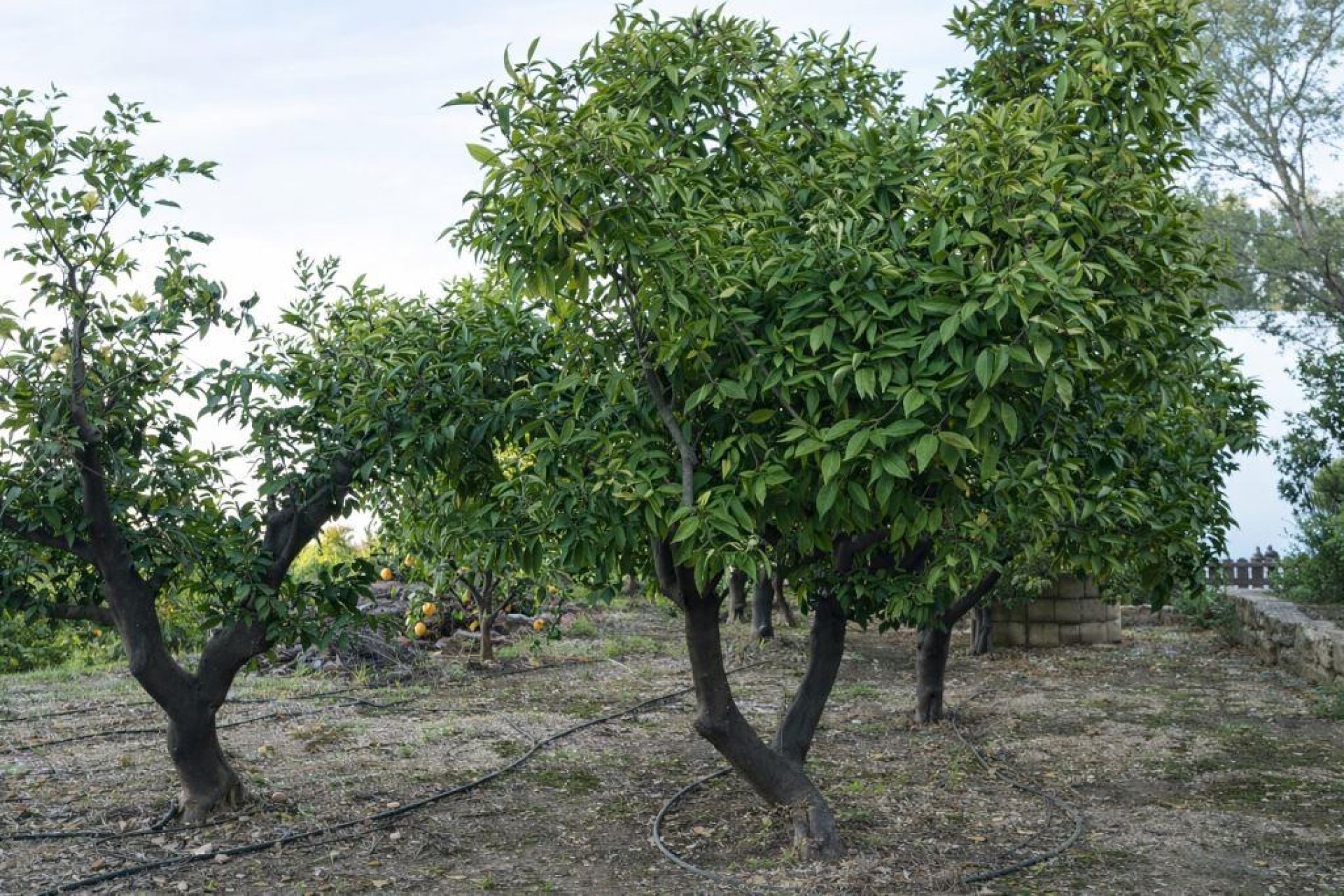 بازفروش - خانه روستایی - Pego