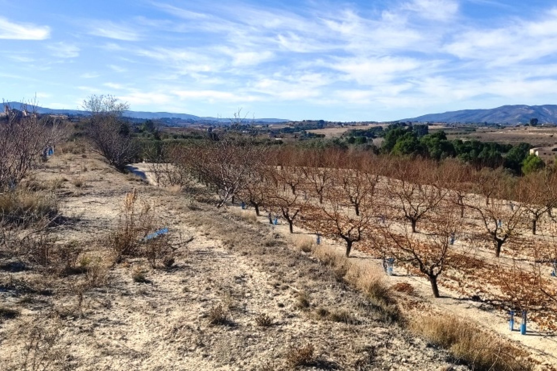 بازفروش - زمین - Bufali