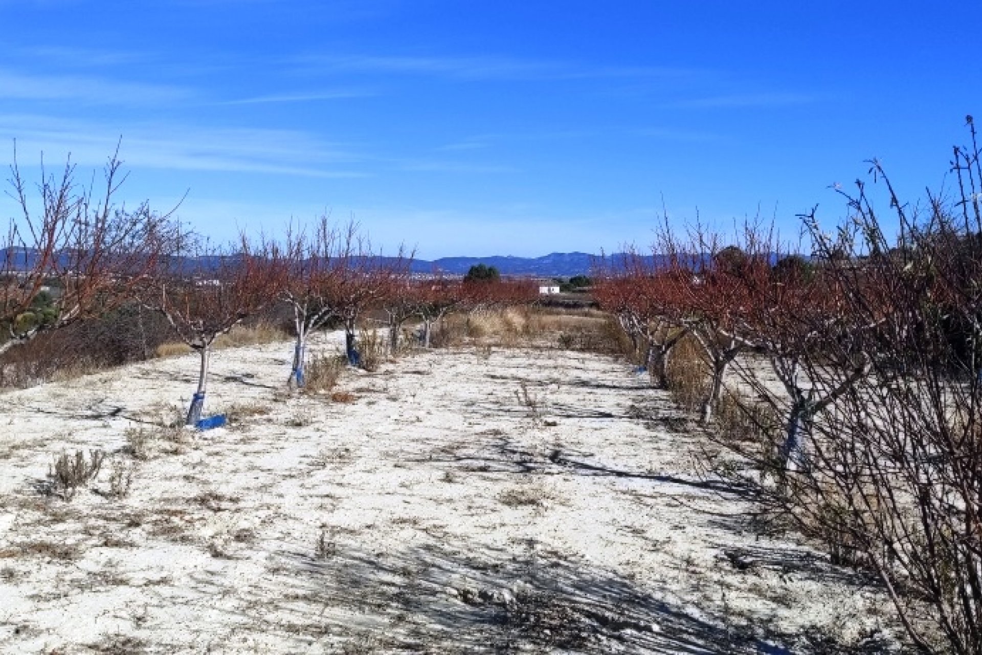 بازفروش - زمین - Bufali