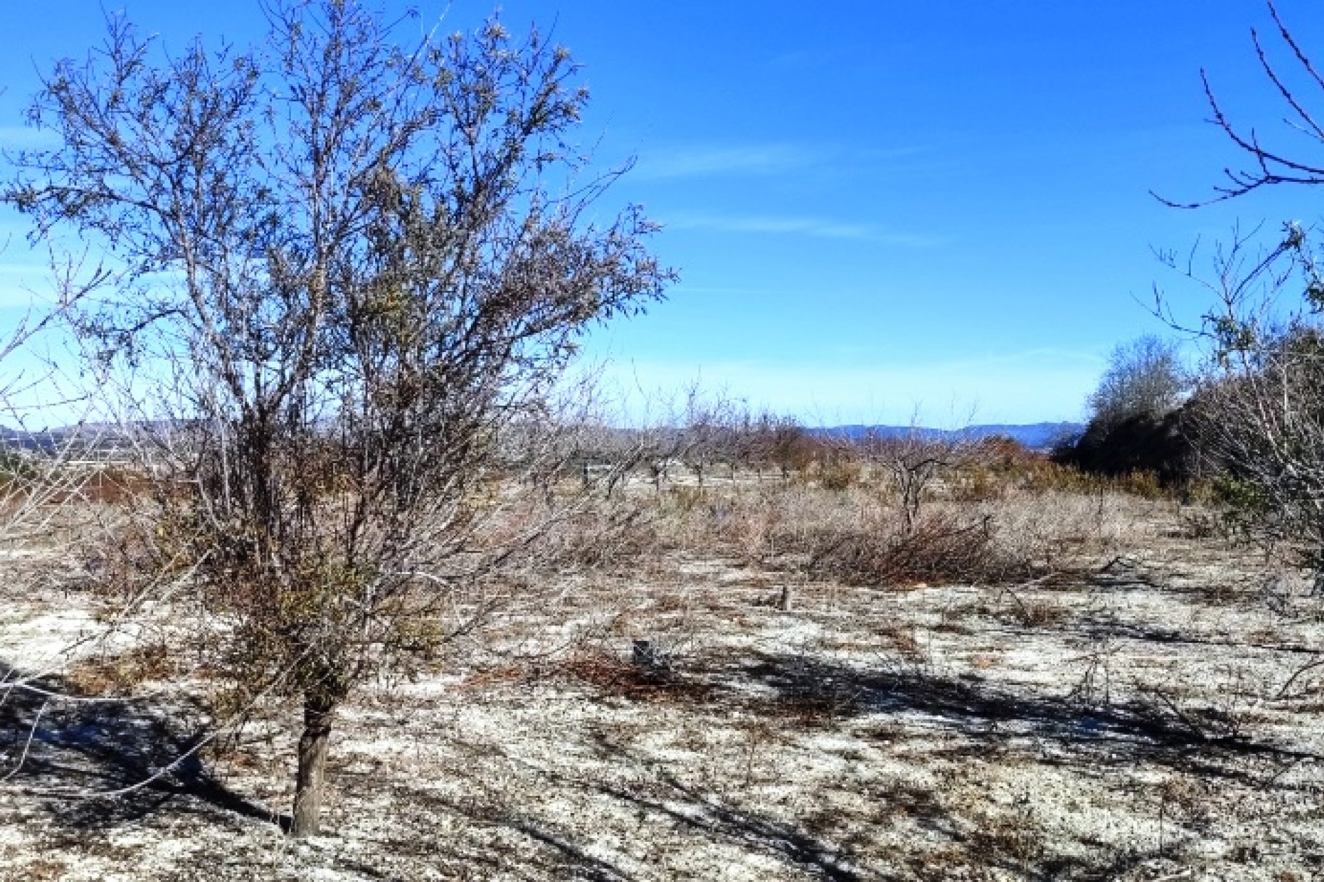 بازفروش - زمین - Bufali