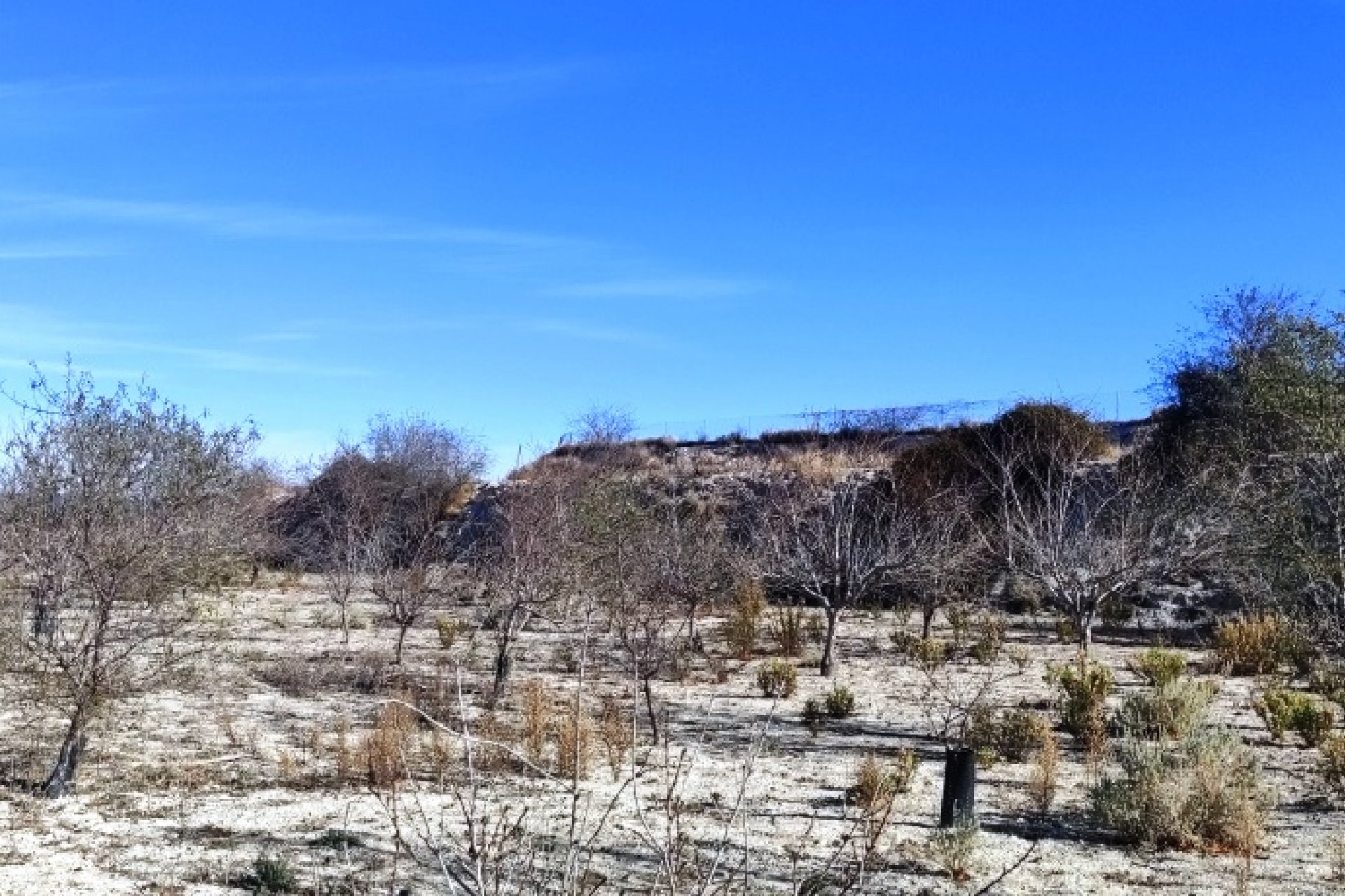 بازفروش - زمین - Bufali