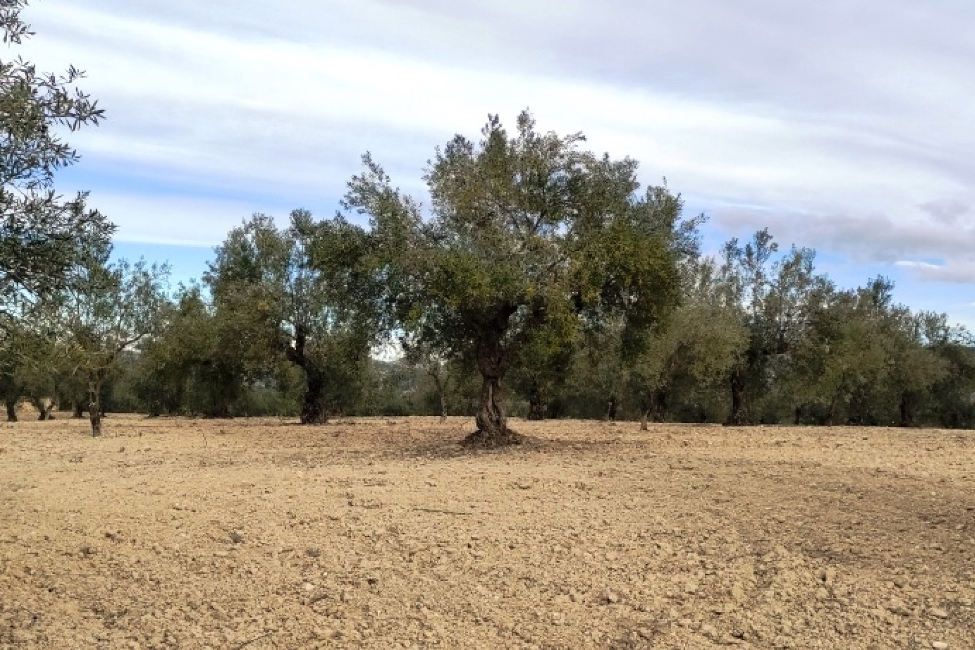 بازفروش - زمین - Penáguila