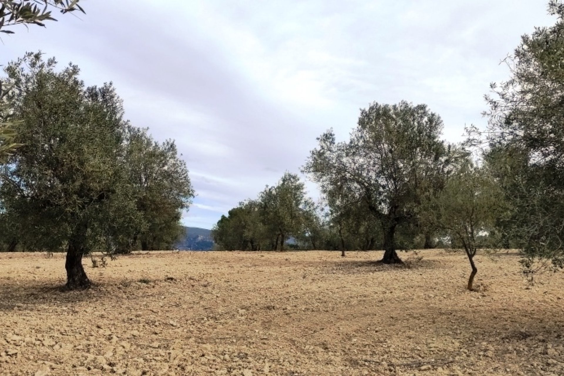 بازفروش - زمین - Penáguila