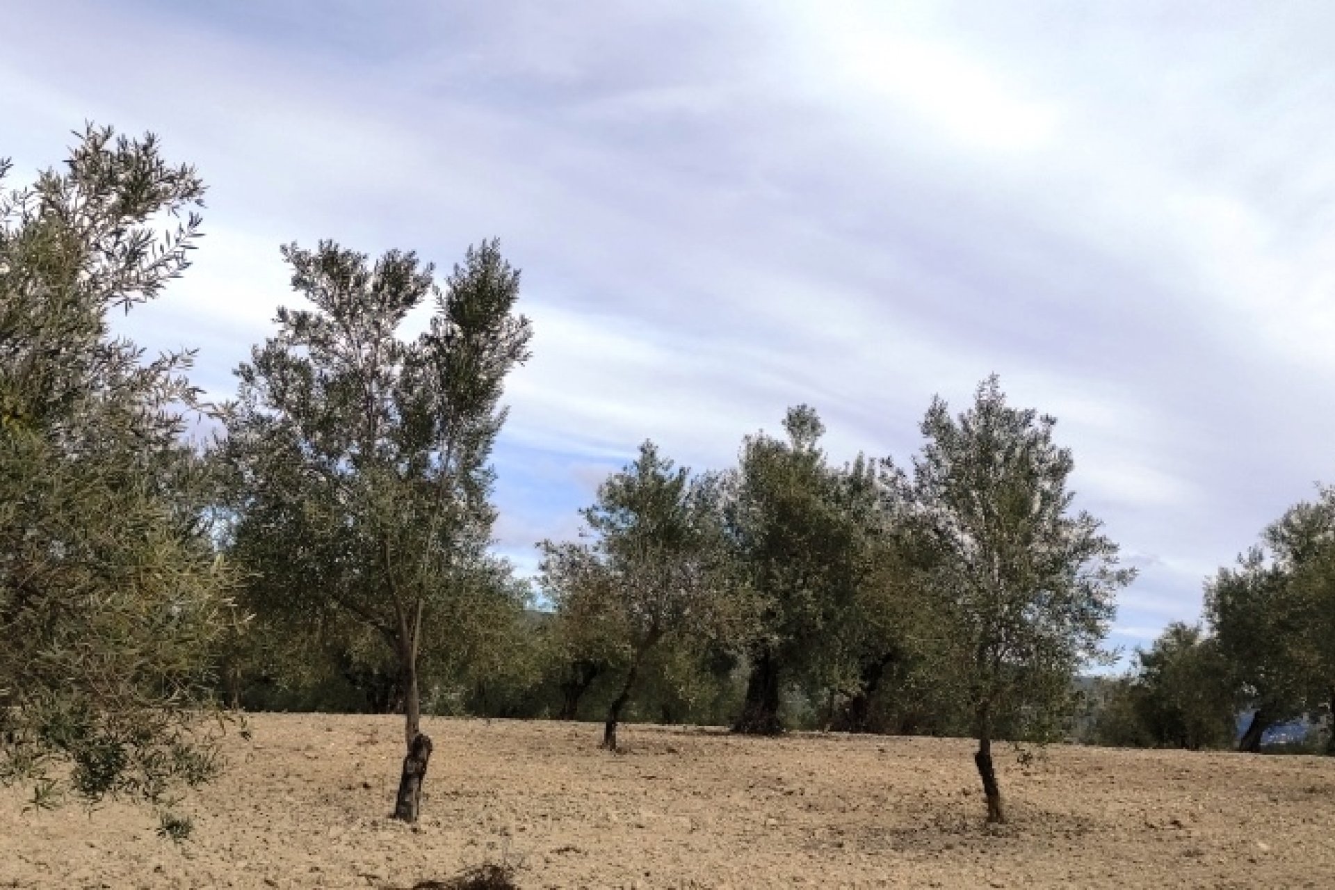 بازفروش - زمین - Penáguila