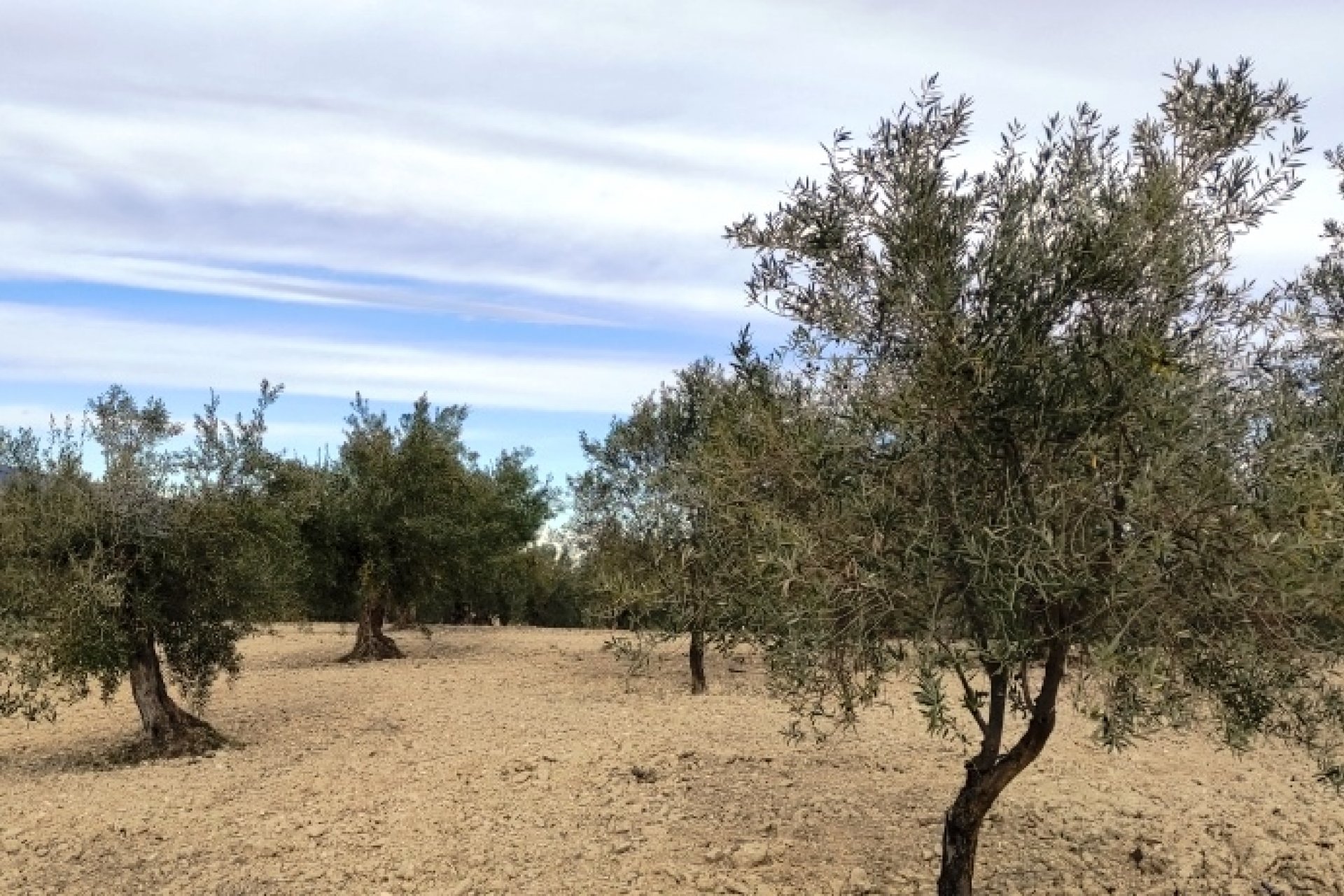 بازفروش - زمین - Penáguila