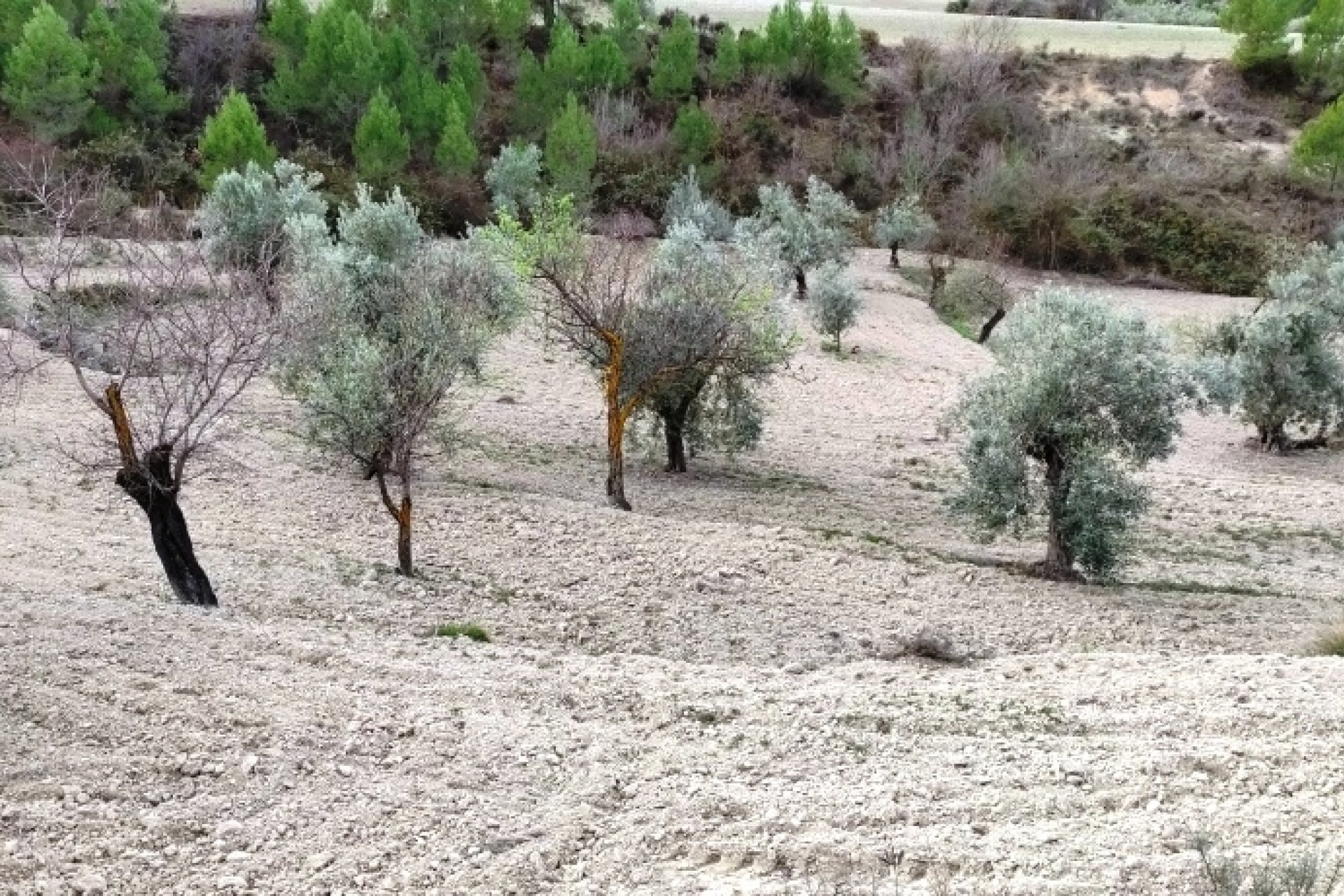 بازفروش - زمین - Penáguila