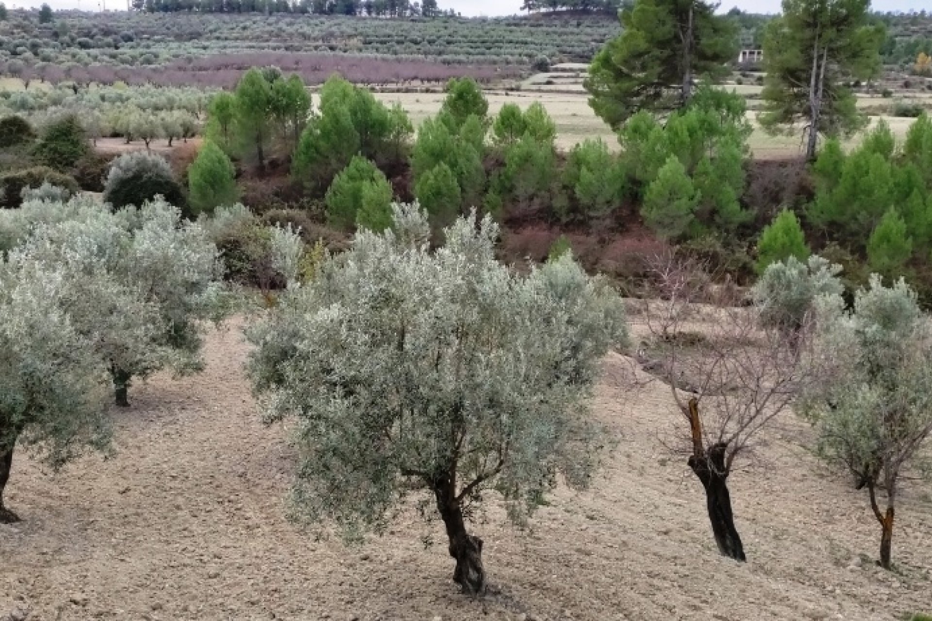 بازفروش - زمین - Penáguila