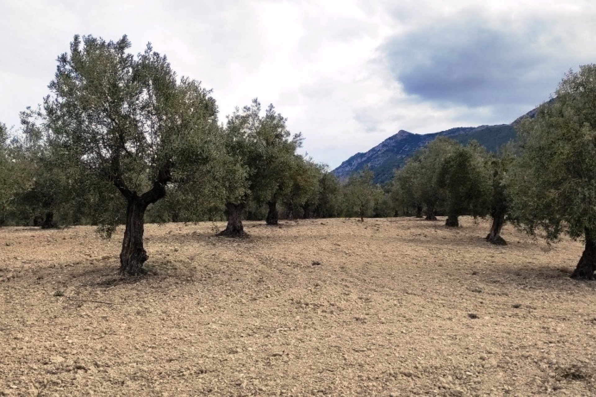 بازفروش - زمین - Penáguila