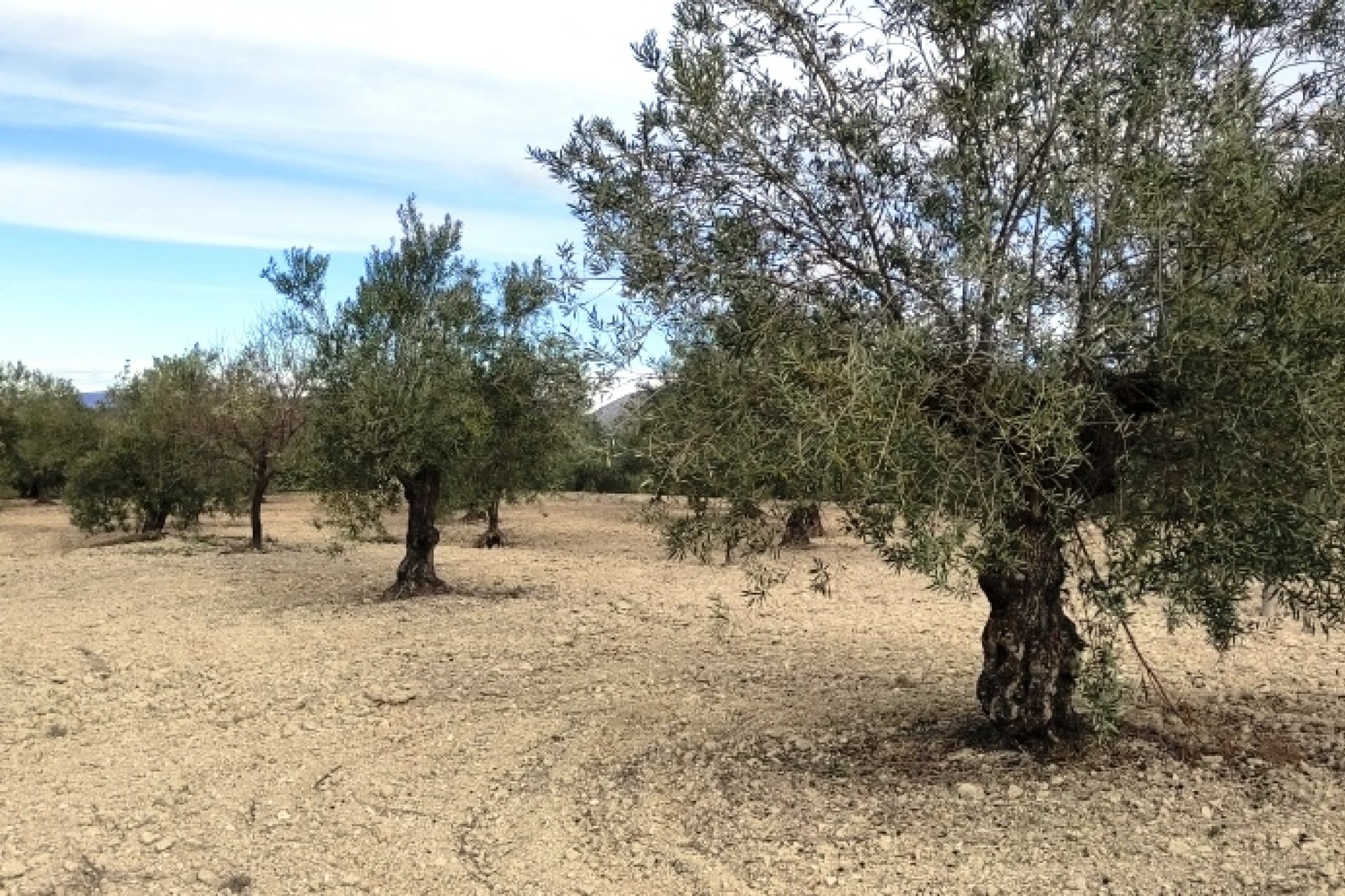 بازفروش - زمین - Penáguila