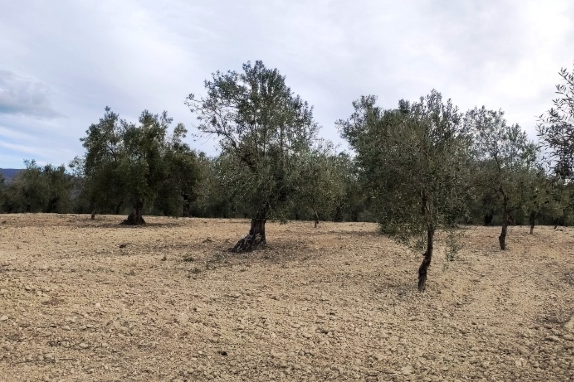 بازفروش - زمین - Penáguila