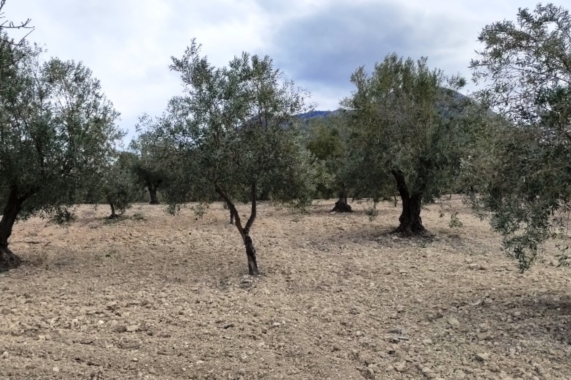 بازفروش - زمین - Penáguila