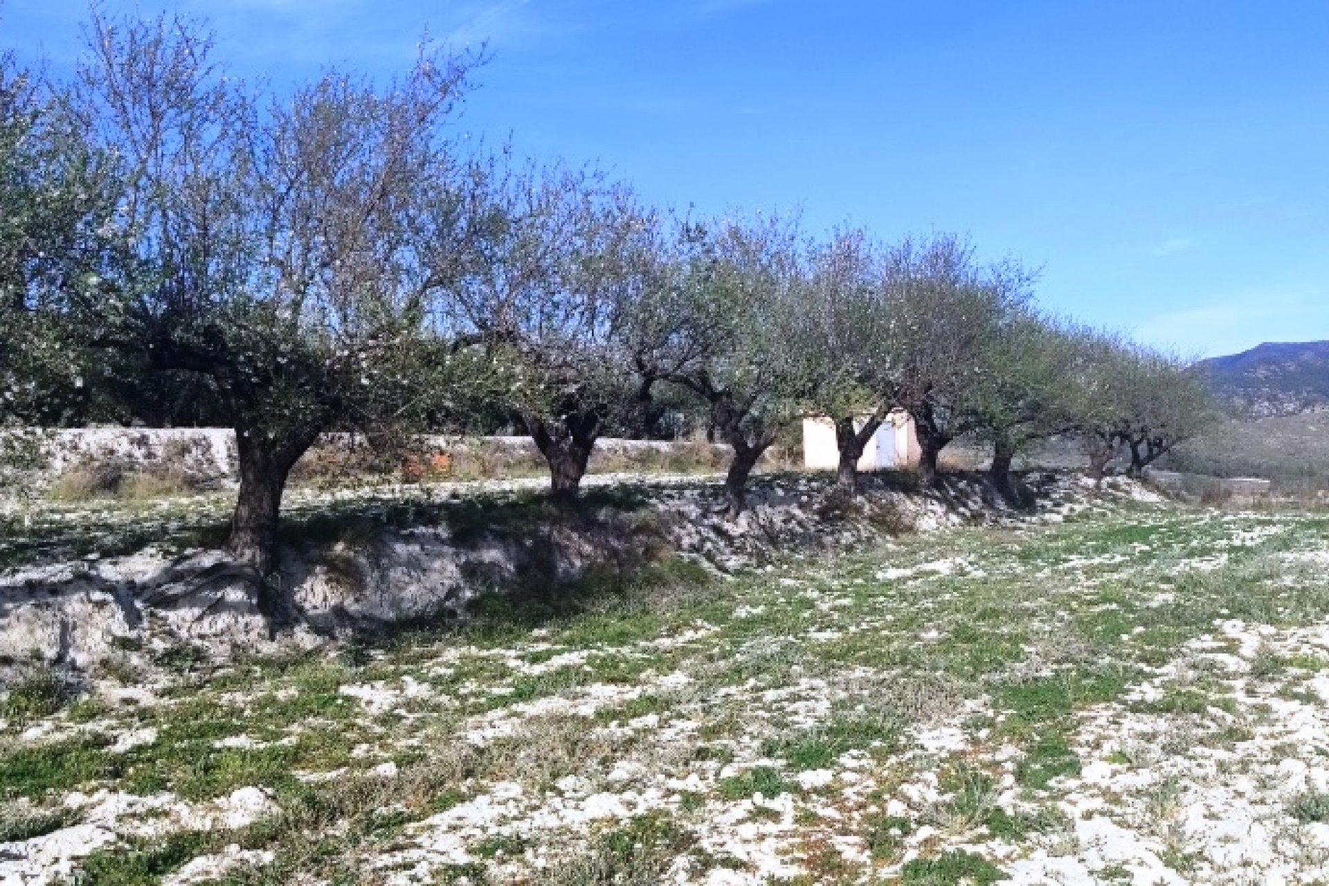 بازفروش - زمین - Planes