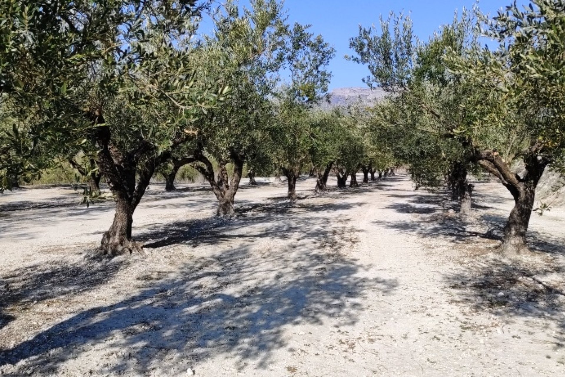 بازفروش - زمین - Planes