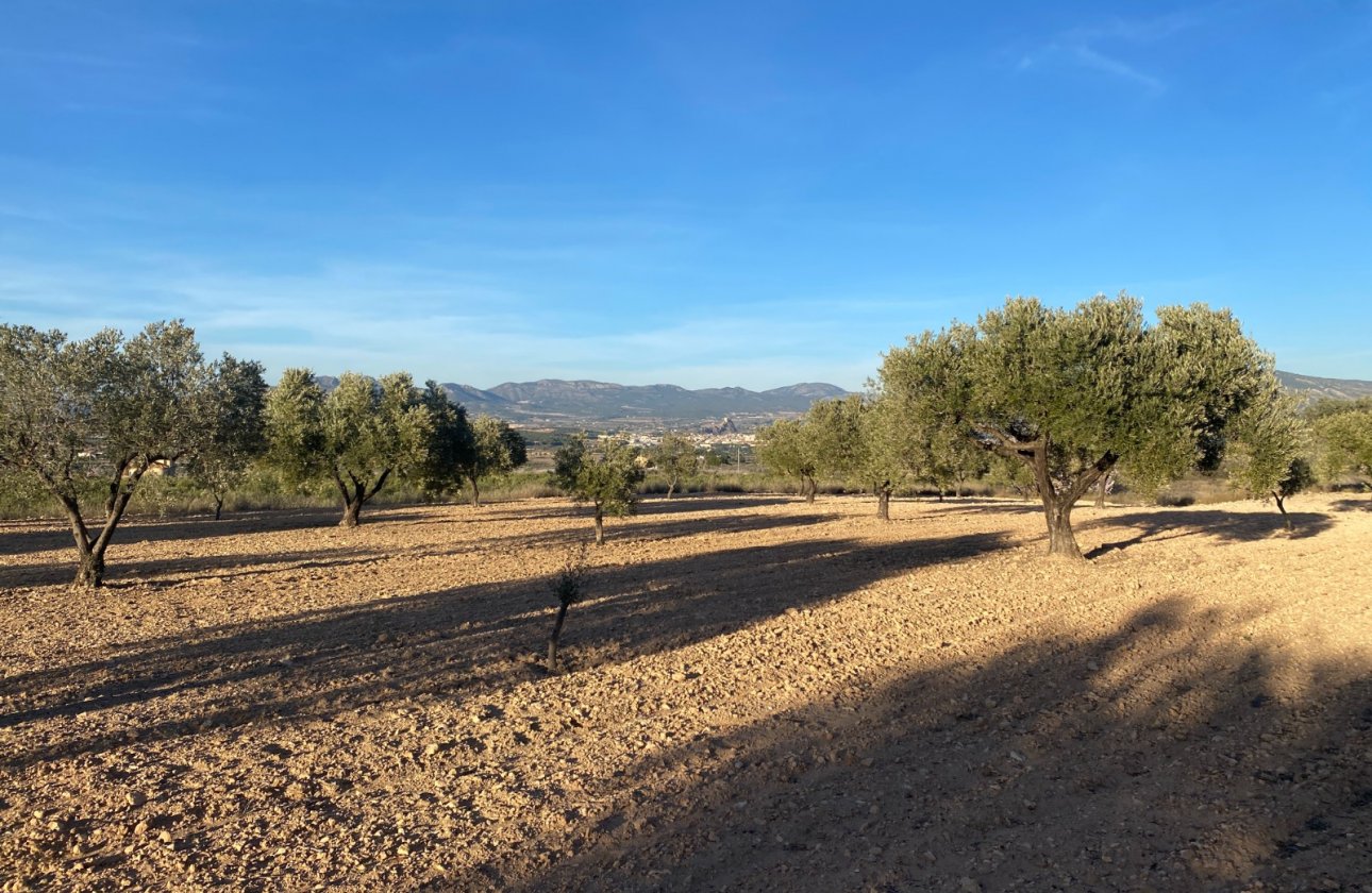 زمین - بازفروش - Elda - Elda