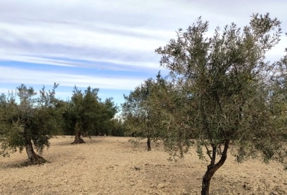 بازفروش - زمین - Penáguila