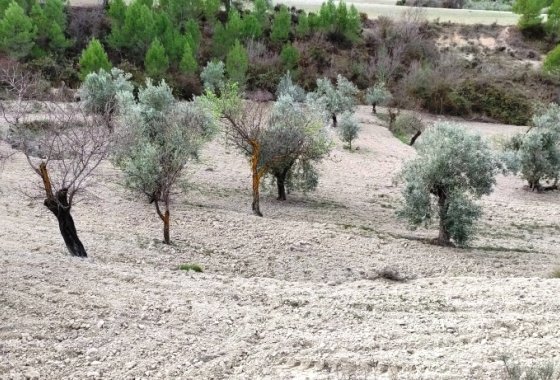 بازفروش - زمین - Penáguila