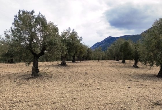 بازفروش - زمین - Penáguila