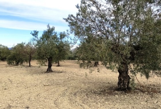 بازفروش - زمین - Penáguila