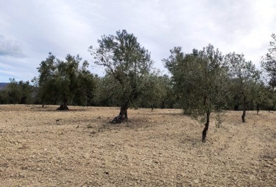 بازفروش - زمین - Penáguila