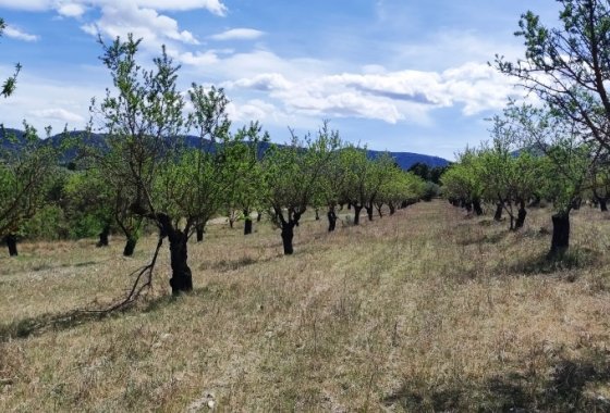 Reventa - Land - Penáguila
