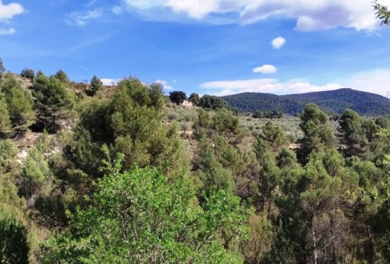 Reventa - Land - Penáguila