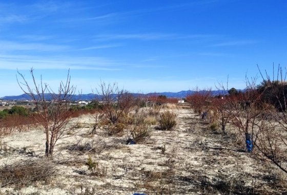 بازفروش - زمین - Bufali