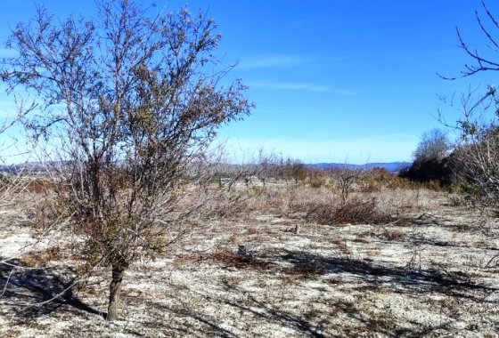 بازفروش - زمین - Bufali