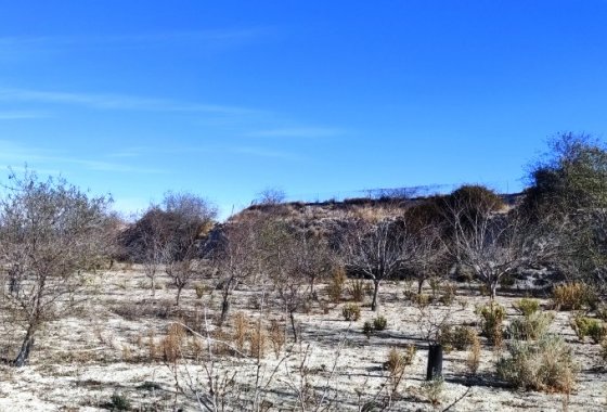 بازفروش - زمین - Bufali