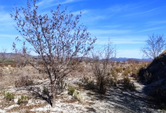 بازفروش - زمین - Bufali