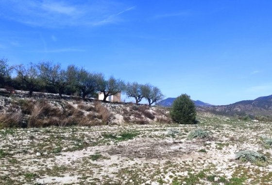 بازفروش - زمین - Planes