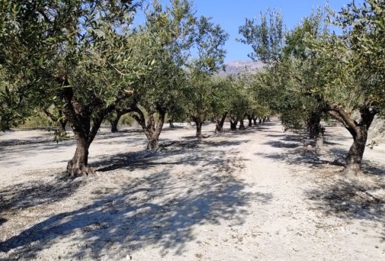 بازفروش - زمین - Planes