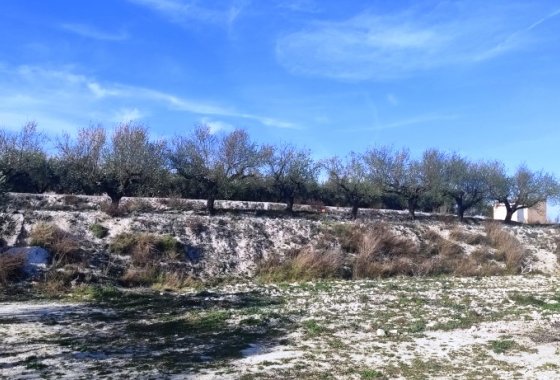 بازفروش - زمین - Planes