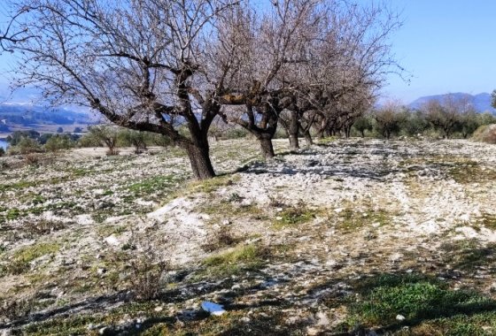 بازفروش - زمین - Planes