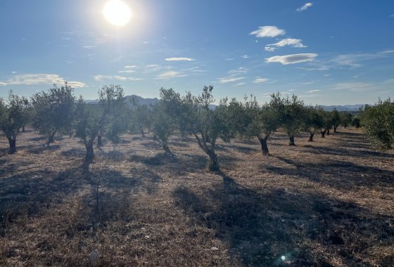 Reventa - Country House - Sax