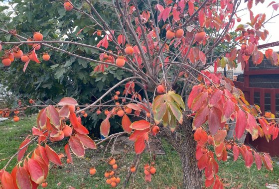 Wiederverkauf - Country House - Sax