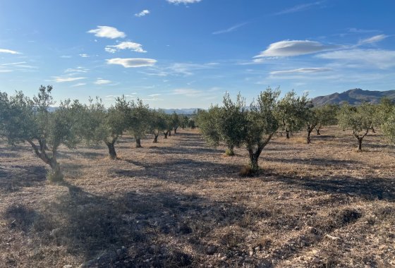 Wiederverkauf - Finca/Rustic Property - Sax